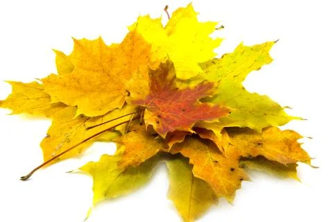 Yellow leaf isolated on white Stock Photos