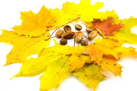 Yellow leaf isolated on white Stock Photos