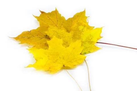 Yellow leaf isolated on white Stock Photos