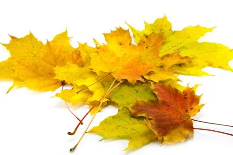 Yellow leaf isolated on white Stock Photos