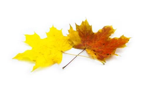 Yellow leaf isolated on white Stock Photos