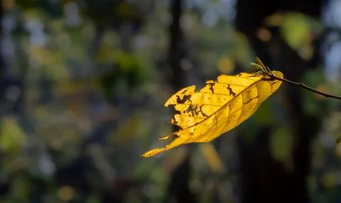 Yellow leaf in jungle Stock Photos