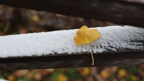 A yellow leaf in late autumn or early winter under snow. First snow in park. Stock Footage 221699028