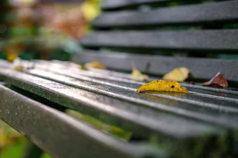 The yellow leaf lies on the bench. Stock Photos