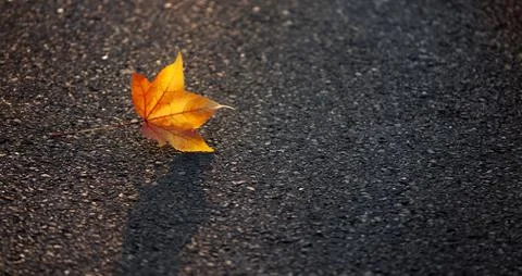 Yellow Leaf Lies on the Pavement Stock Photos
