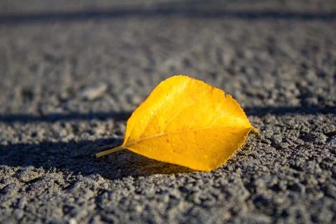 A Yellow Leaf Is Lying on the Asphalt Stock Photos