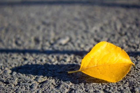 A Yellow Leaf Is Lying on the Asphalt Stock Photos