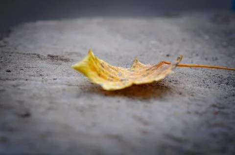 The yellow leaf lying on the stone close up Stock Photos