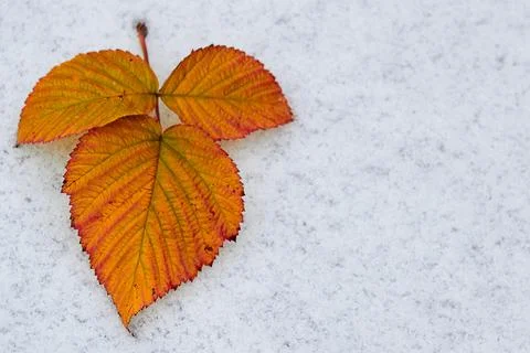 Yellow leaf lying on white snow, white background, autumn, winter... Yellow l Stock Photos