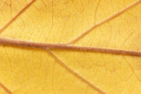 Yellow leaf . macro Stock Photos