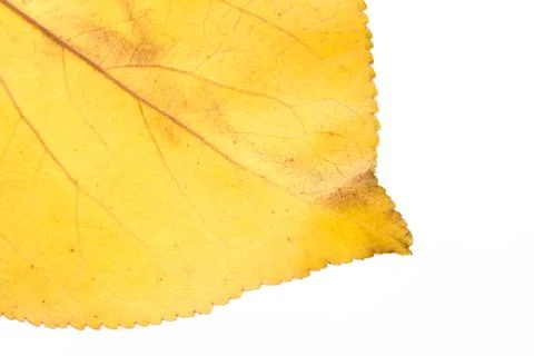 Yellow leaf . macro Stock Photos