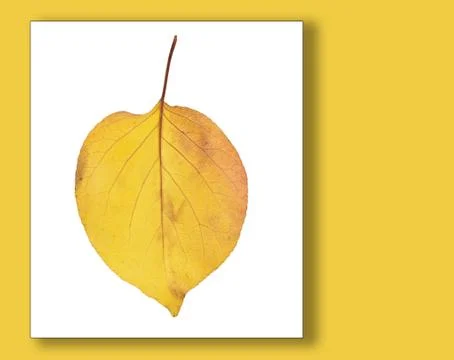 Yellow leaf . macro Stock Photos