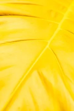 Yellow leaf macro Stock Photos