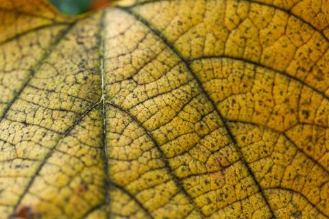 Yellow leaf macro texture Foto stock
