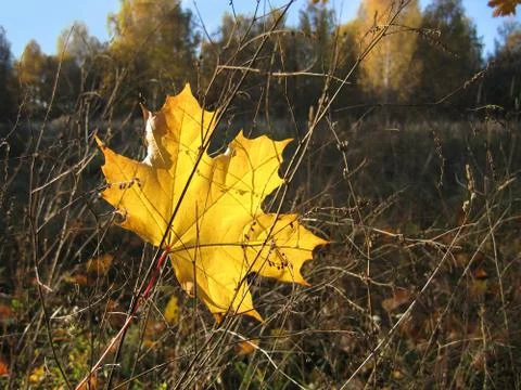 Yellow leaf of maple Stock-Fotos