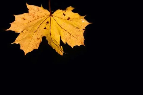 A yellow leaf from the maple tree in autumn hangs from above in the pictur... Stock Photos