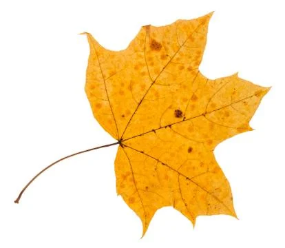 Yellow leaf of maple tree isolated on white 스톡 사진