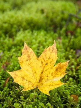 Yellow leaf on moss Stock Photos