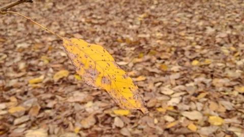 A yellow leaf moves slowly on a branch against an autumn background 動画素材 319858815