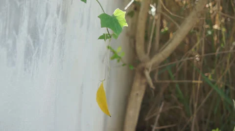 Yellow leaf moving in the wind Stock Footage 22917126