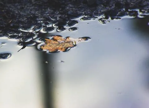 Yellow leaf on muddy puddle Stock Photos