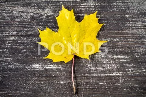 Yellow leaf over black background Stock Photos