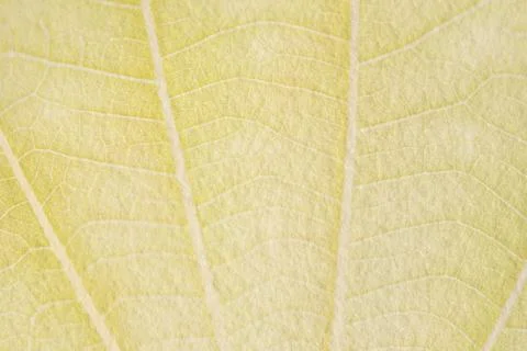 Yellow leaf pattern textured backdrop Stock Photos