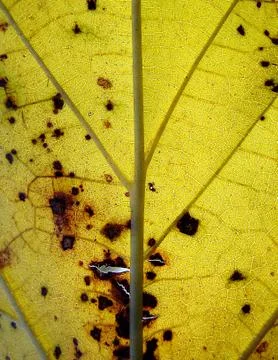 Yellow leaf Stock Photos