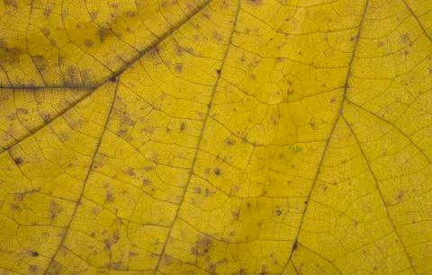Yellow leaf Stock Photos