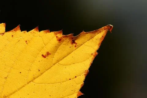 Yellow leaf Stock Photos