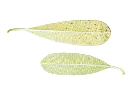 Yellow leaf Stock Photos