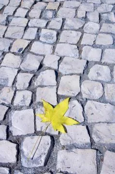 Yellow leaf Stock Photos