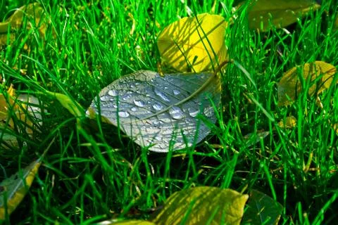 Yellow leaf Stock Photos