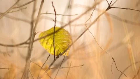 Yellow leaf Stock Photos