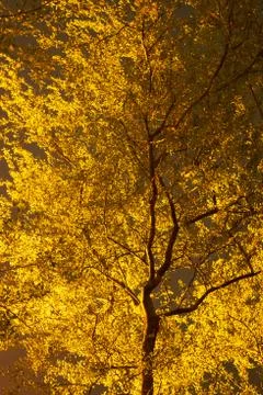Yellow leaf Stock Photos