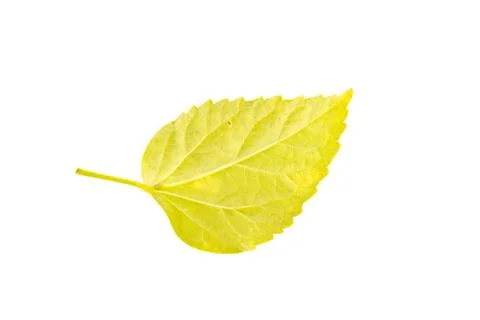 Yellow leaf Stock Photos