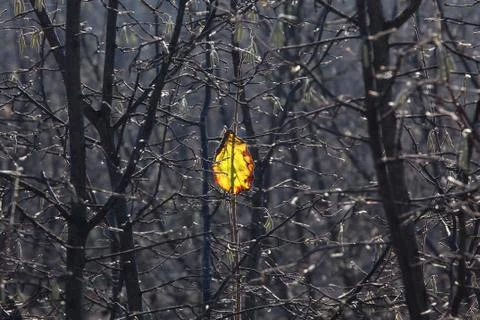 Yellow leaf. Stock Photos