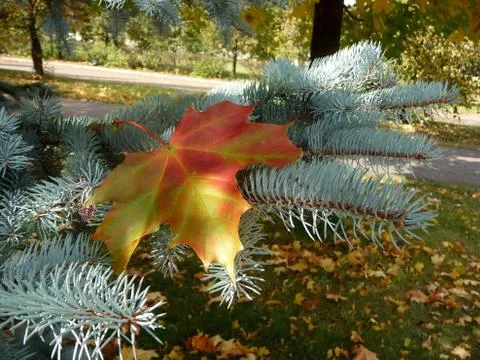 Yellow leaf Stock Photos