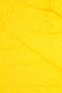 Yellow leaf Stock Photos