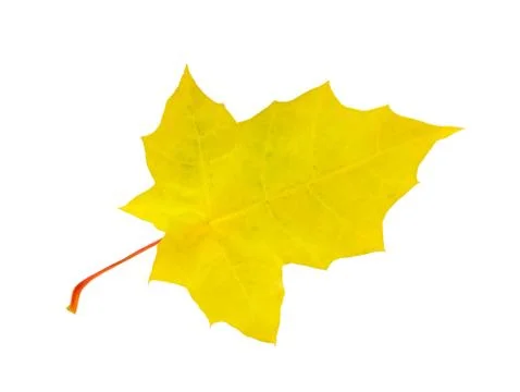 Yellow leaf Stock Photos