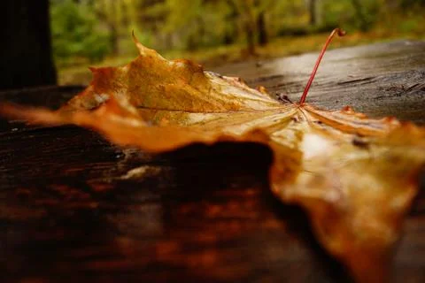 The yellow leaf Stock Photos