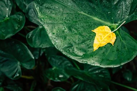 Yellow Leaf Stock Photos