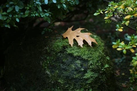 Yellow leaf Stock Photos