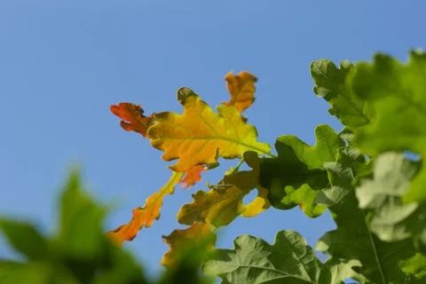 Yellow leaf Stock Photos