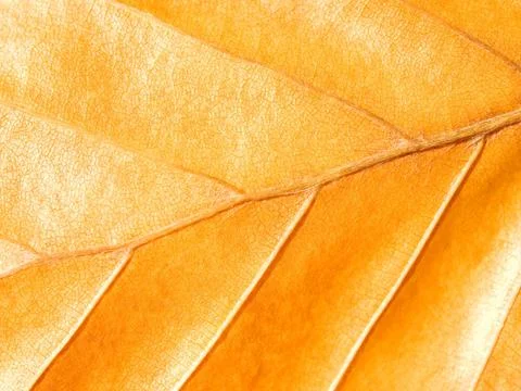 Yellow leaf. Stock Photos
