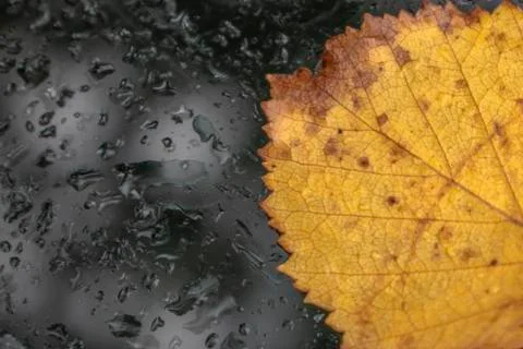 Yellow leaf. Stock Photos