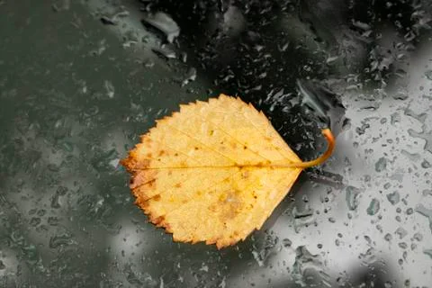 Yellow leaf. Stock Photos