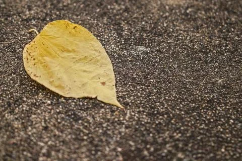 Yellow leaf Stock Photos