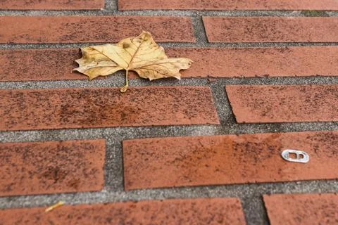 Yellow leaf Stock Photos