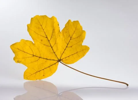 Yellow leaf Stock Photos
